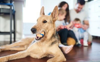 The Impact of Pets on IAQ in Your Washington, PA Home